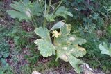 Heracleum stevenii. Нижняя часть растения с повреждёнными листьями. Крым, гора Ю. Демерджи, окр. водопада Джурла. 16.07.2021.