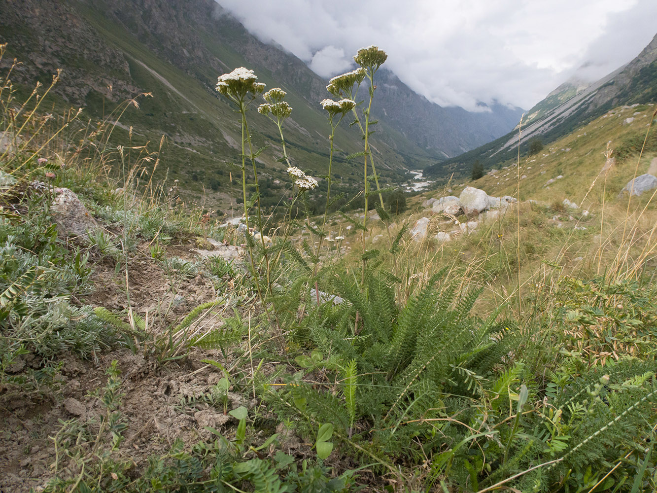 Image of Achillea millefolium specimen.