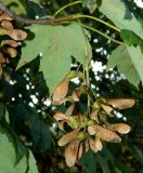 Acer pseudoplatanus