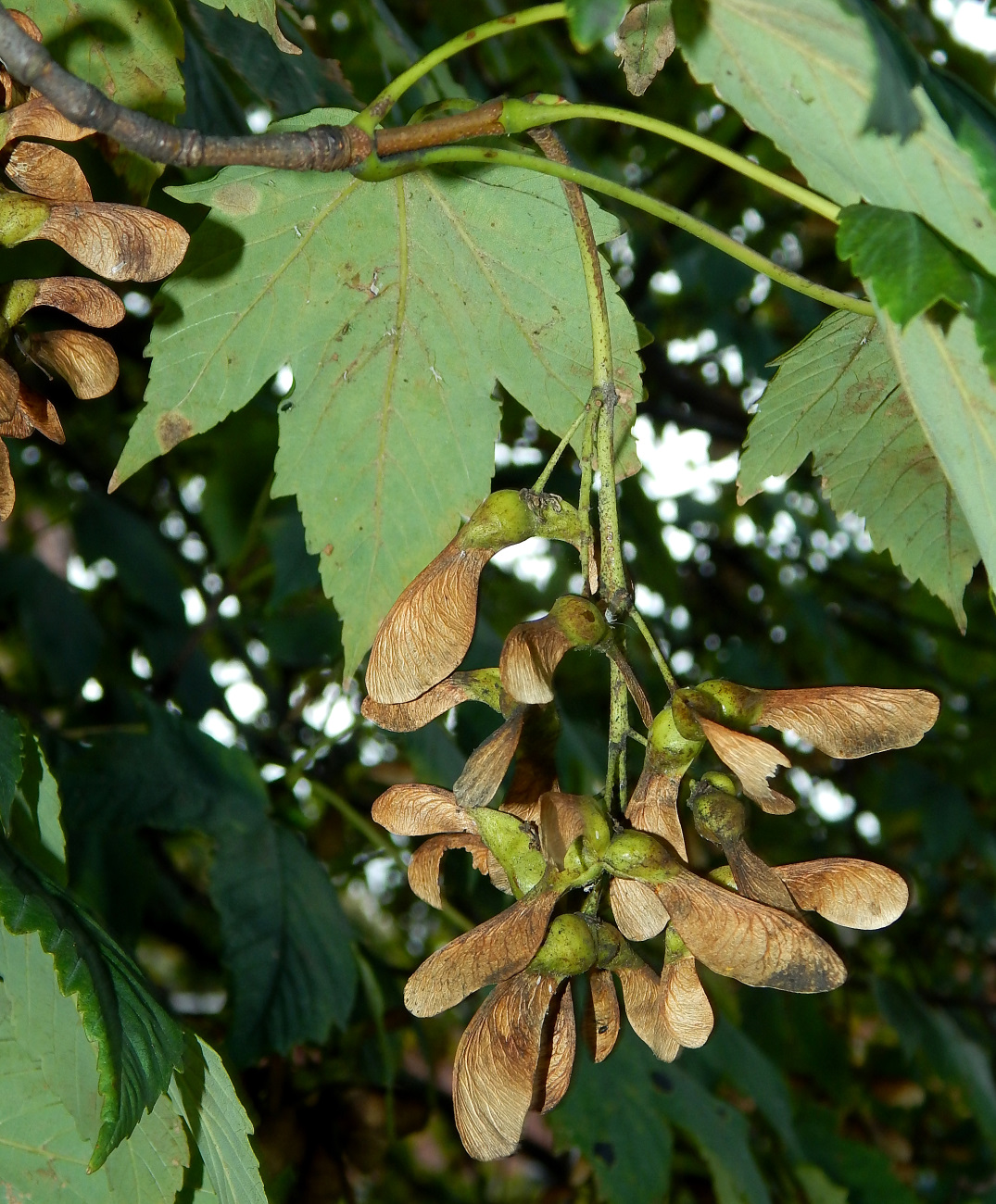 Изображение особи Acer pseudoplatanus.