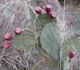 Opuntia подвид lindheimeri