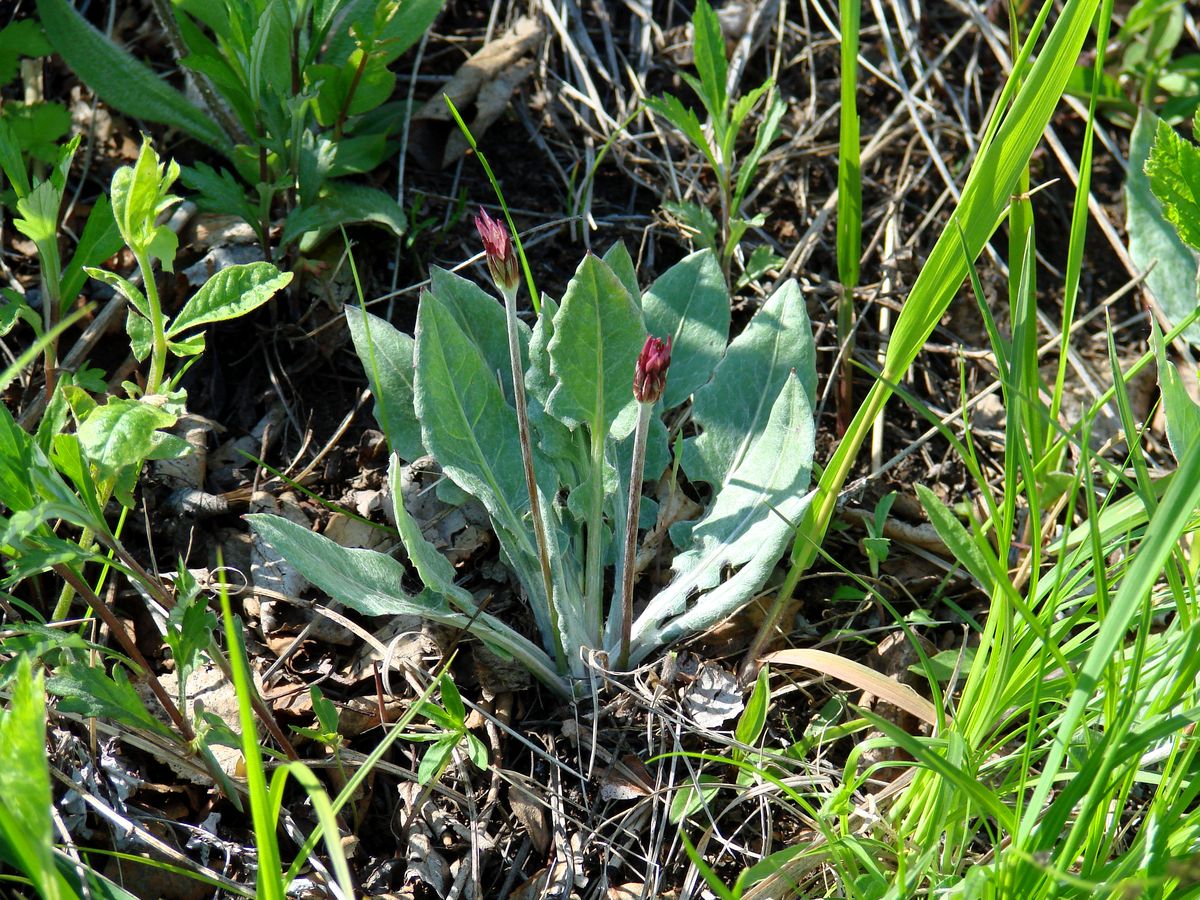 Image of Leibnitzia anandria specimen.