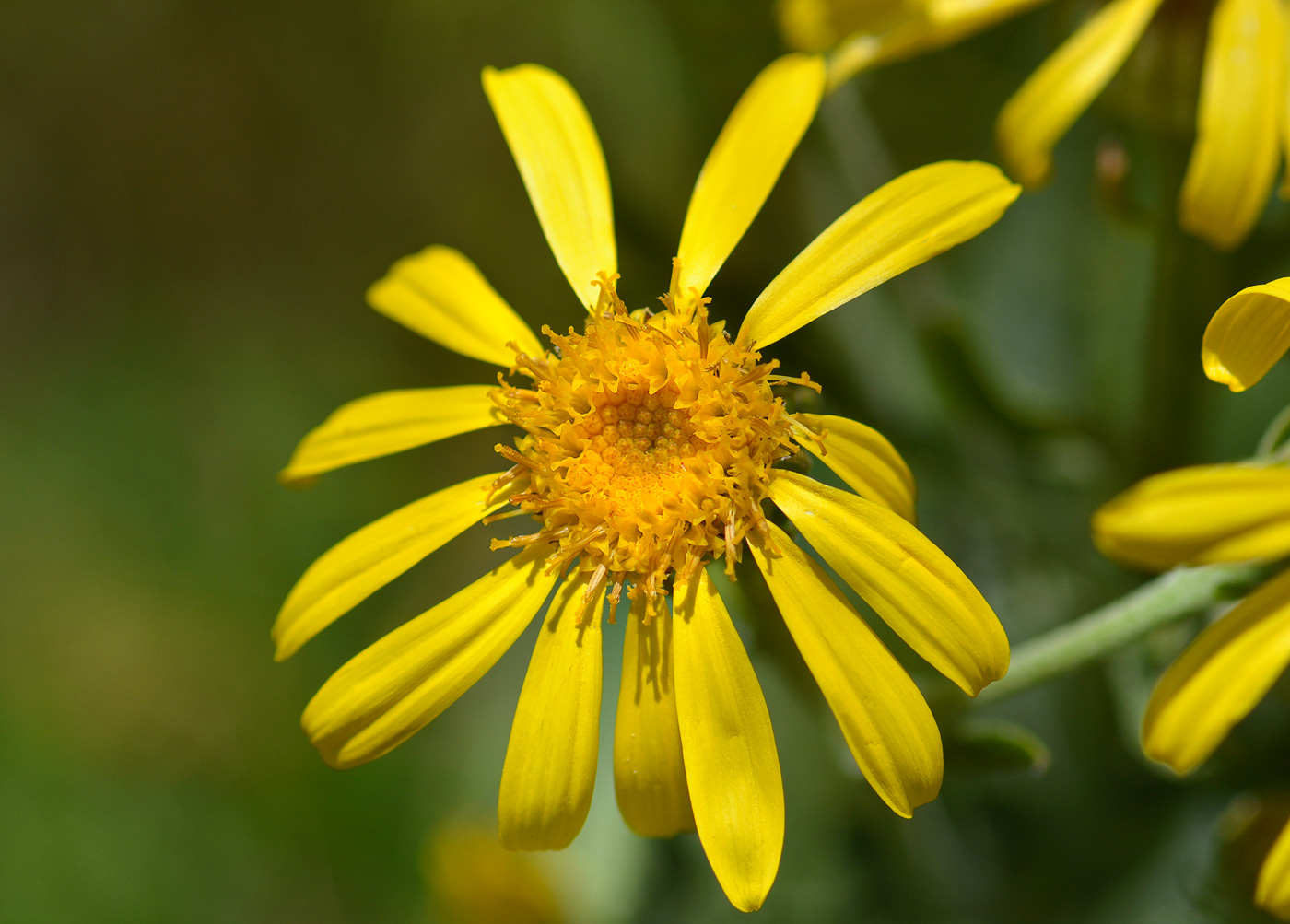 Image of Senecio buschianus specimen.