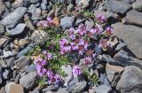 род Thymus