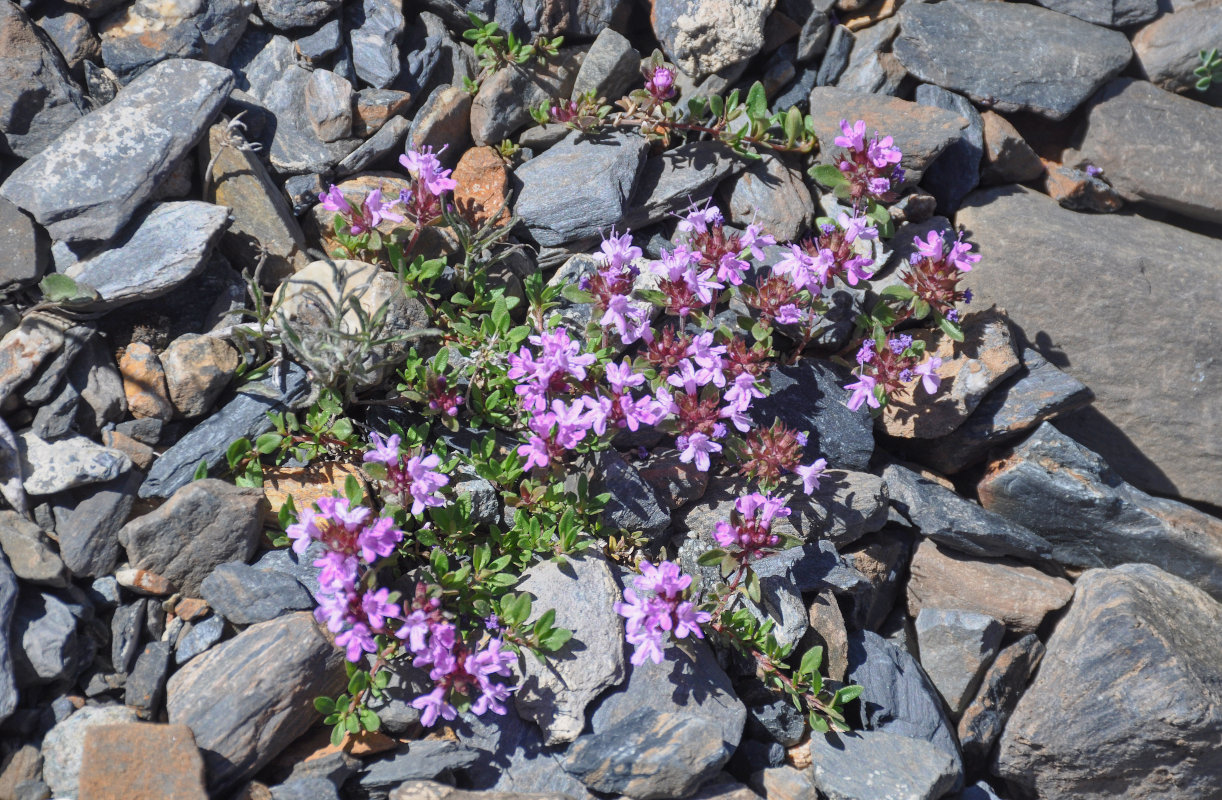 Image of genus Thymus specimen.