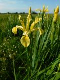 Iris halophila