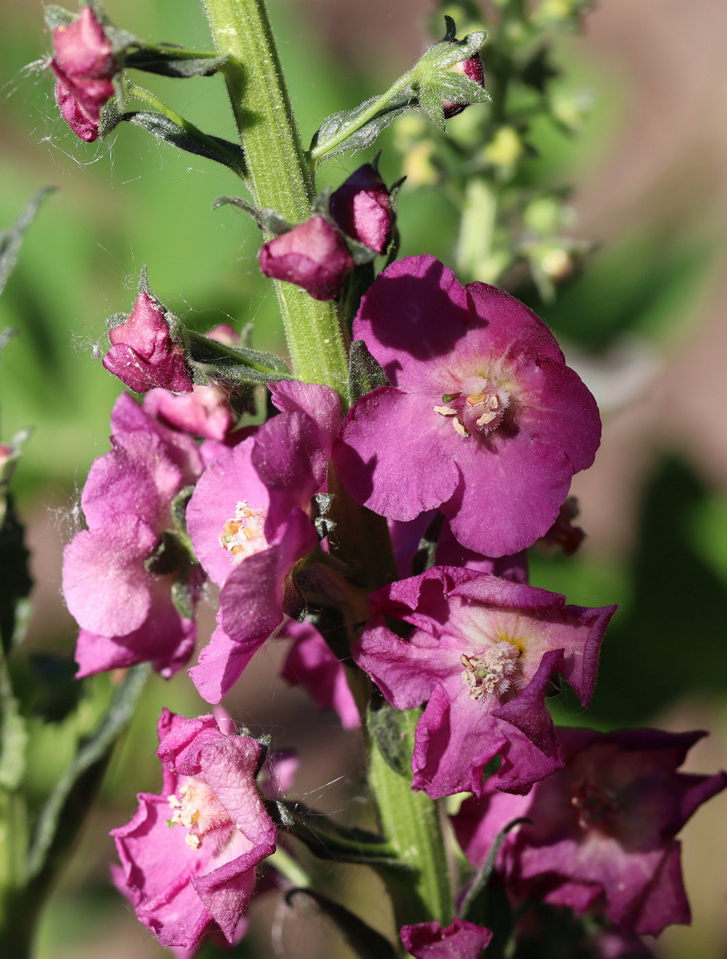 Image of Verbascum phoeniceum specimen.