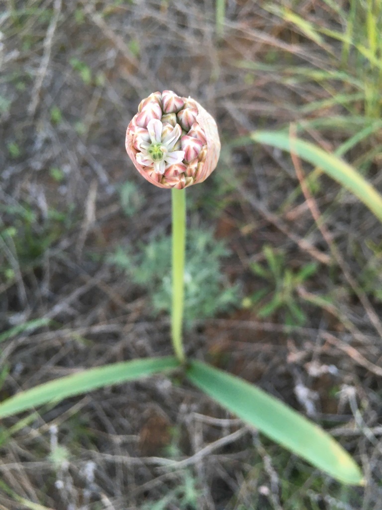 Image of Allium tulipifolium specimen.