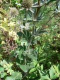 Eryngium planum. Нижняя часть генеративного побега. Хабаровск, приусадебный участок. 03.08.2016.