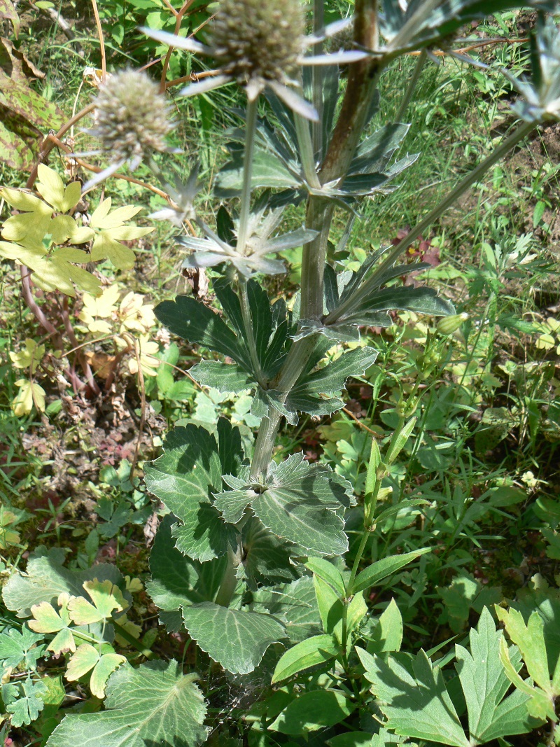 Изображение особи Eryngium planum.