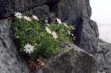 Stellaria ruscifolia. Цветущее растение. Сахалинская обл., Южно-Курильский р-н, о-в Кунашир, мыс Столбчатый, на скалах. Июль 2004 г.