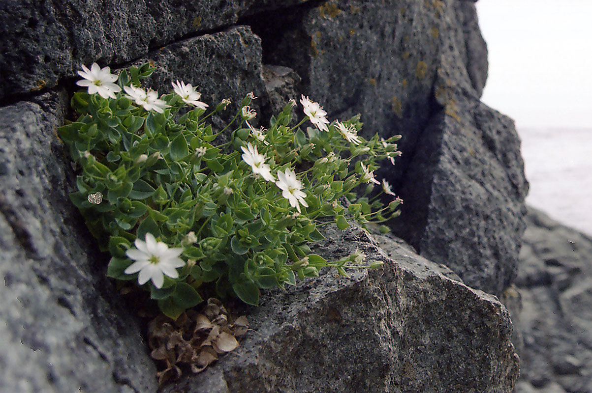 Image of Stellaria ruscifolia specimen.