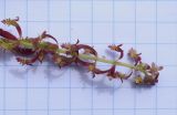 Rumex bucephalophorus. Верхушка соцветия с цветками и плодами. Испания, Каталония, пров. Жирона, комарка Баш Эмпорда, муниципалитет Калонже, берег малой реки, в трещине валуна. 04.05.2022.
