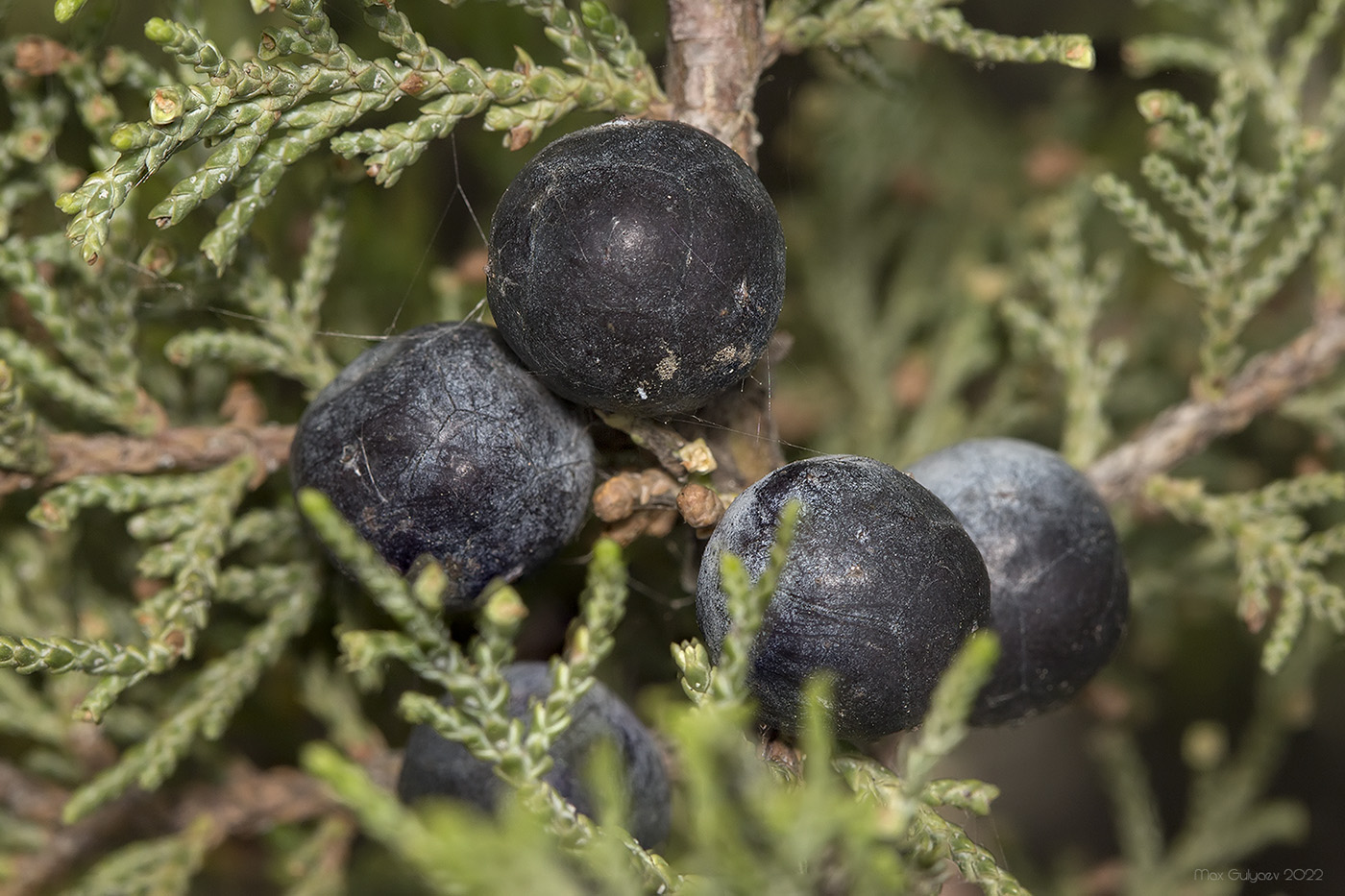 Image of Juniperus excelsa specimen.