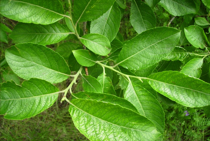 Image of Salix caprea specimen.