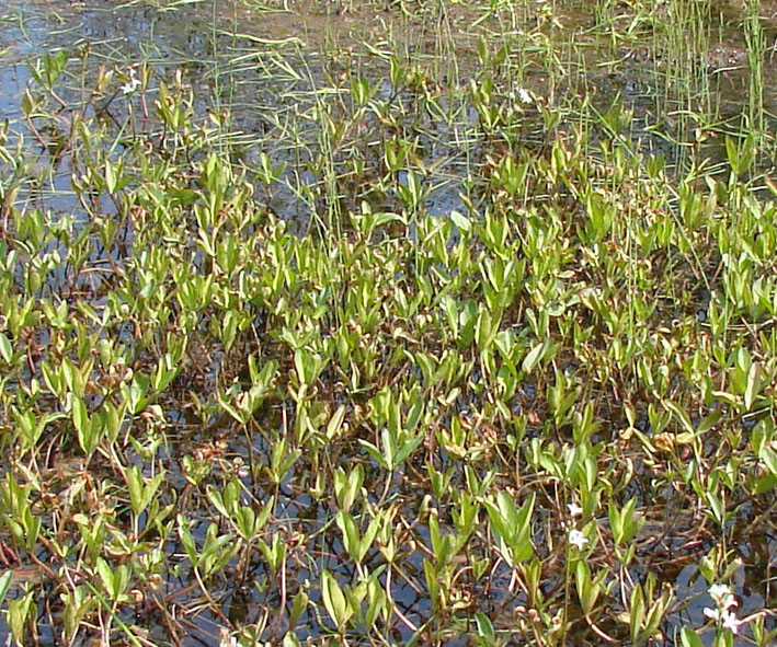 Image of Menyanthes trifoliata specimen.