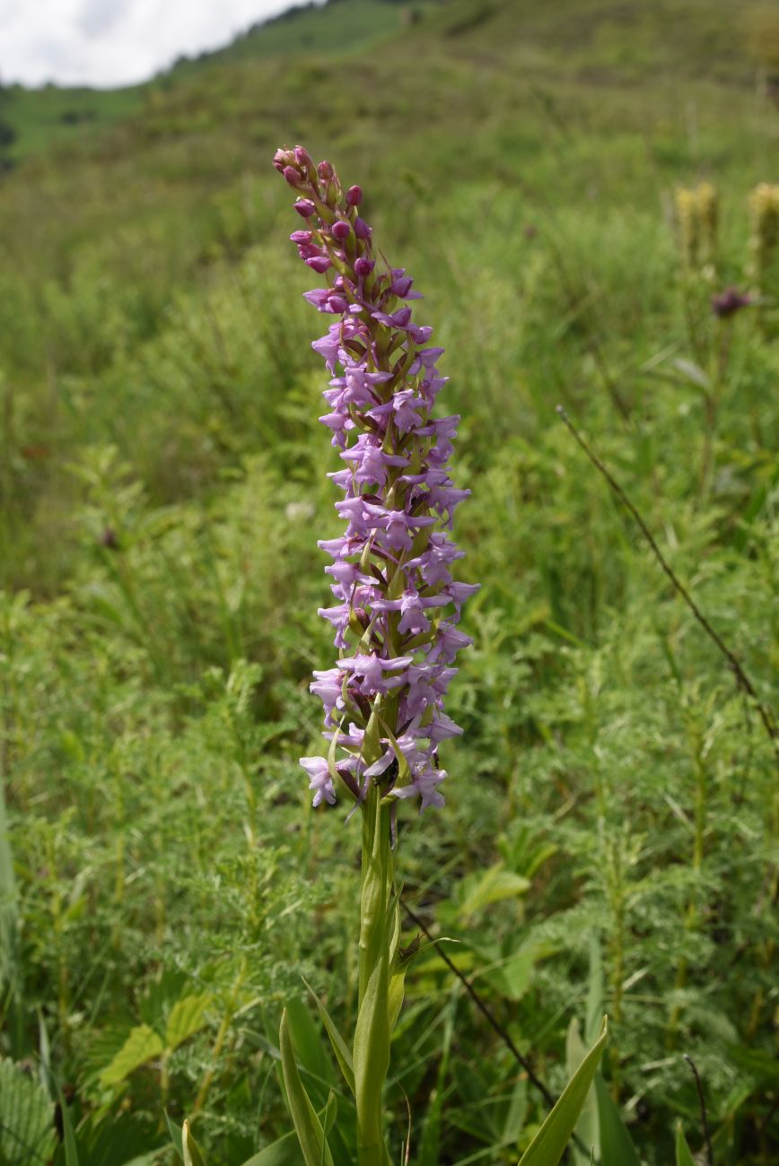 Изображение особи Gymnadenia conopsea.