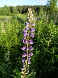 Lupinus polyphyllus. Верхушка цветущего растения. Московская обл., ГО Подольск, мкр-н Климовск, луг. 30.06.2022.