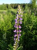 Lupinus polyphyllus