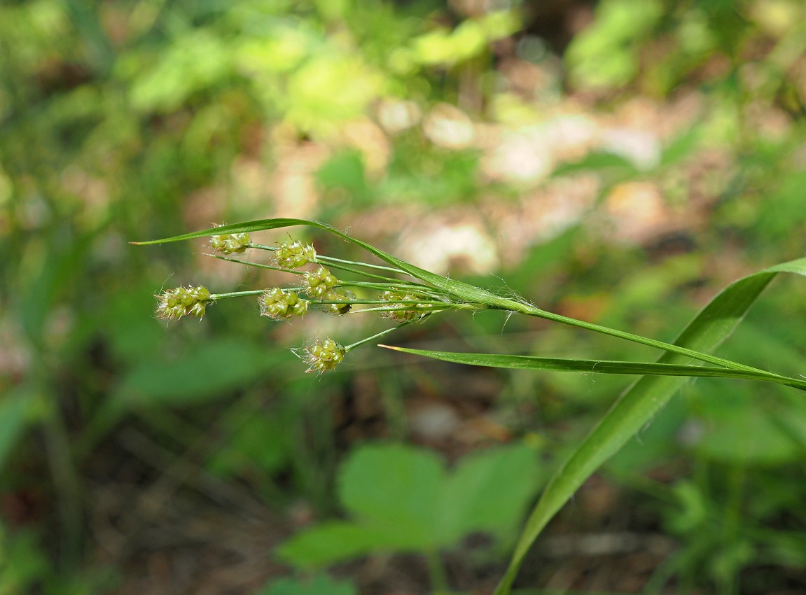 Image of Luzula pallescens specimen.