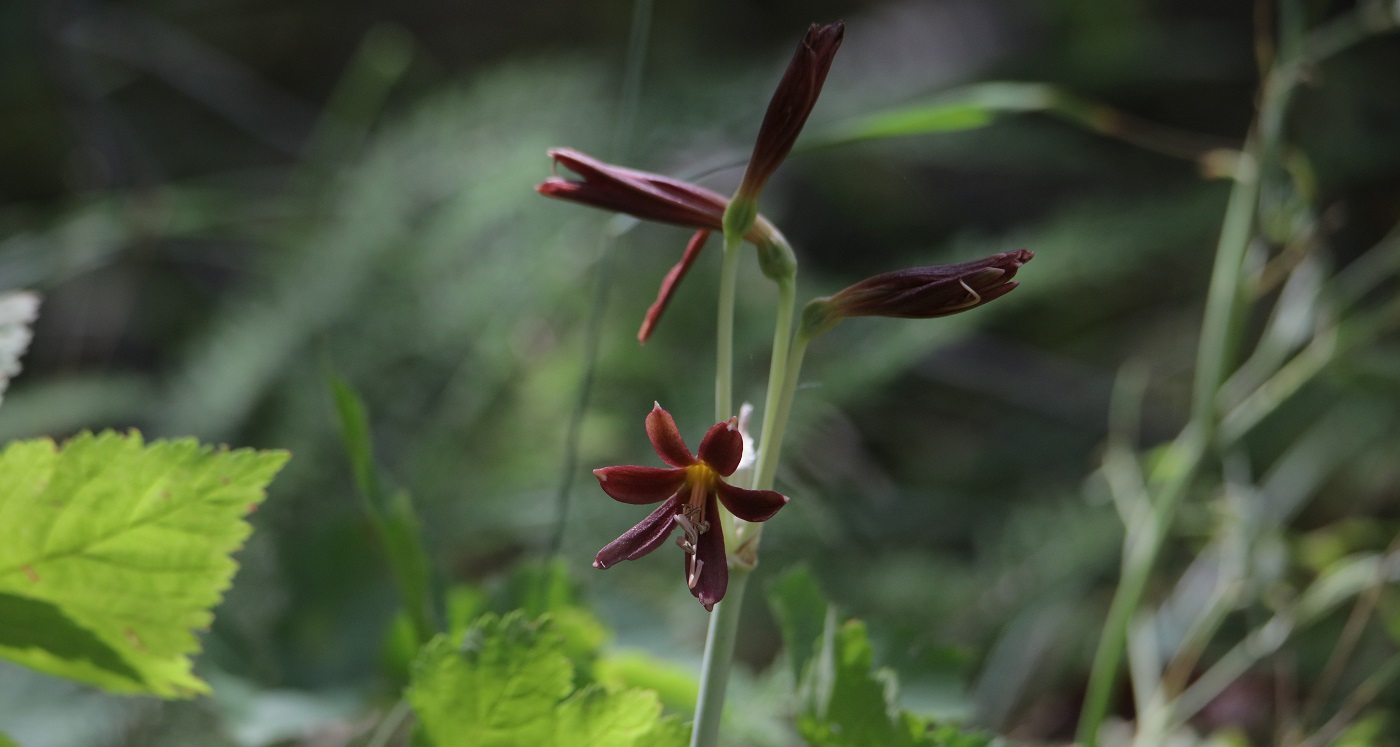 Изображение особи Ungernia sewerzowii.