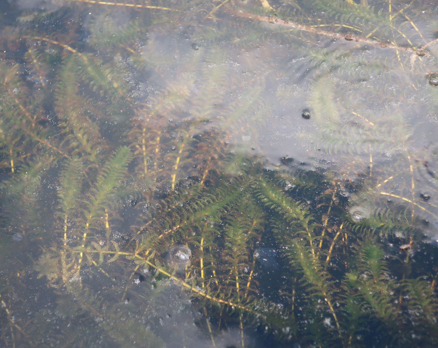 Изображение особи Elodea canadensis.