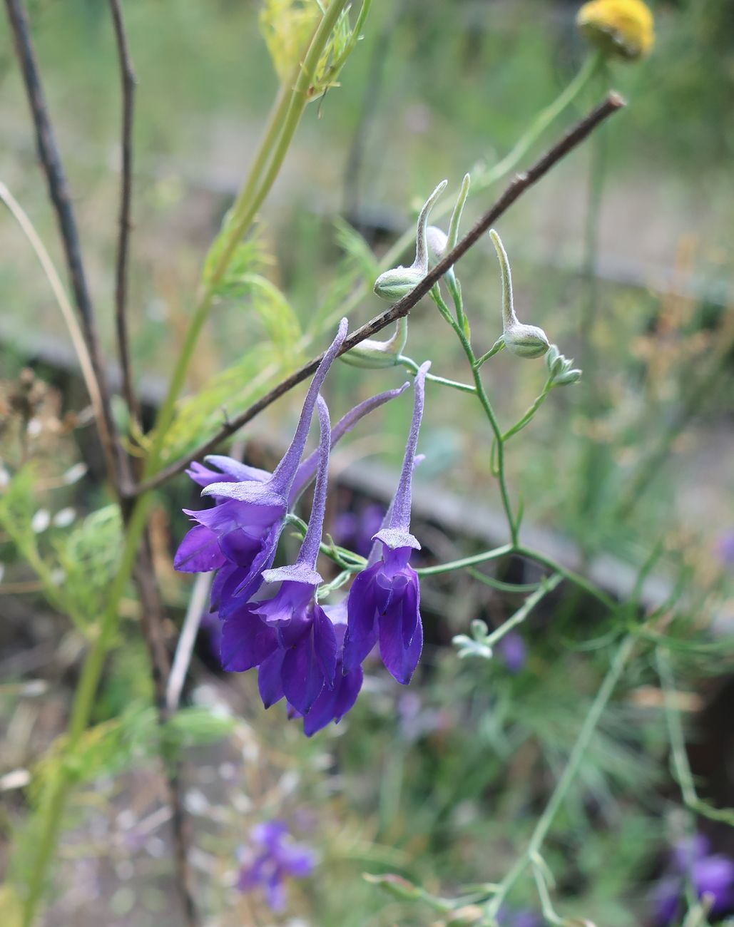 Image of Delphinium consolida specimen.