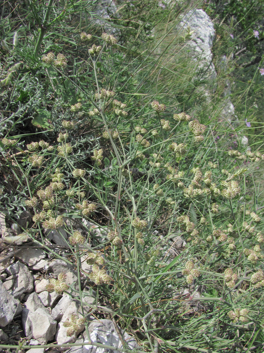 Image of Rumia crithmifolia specimen.