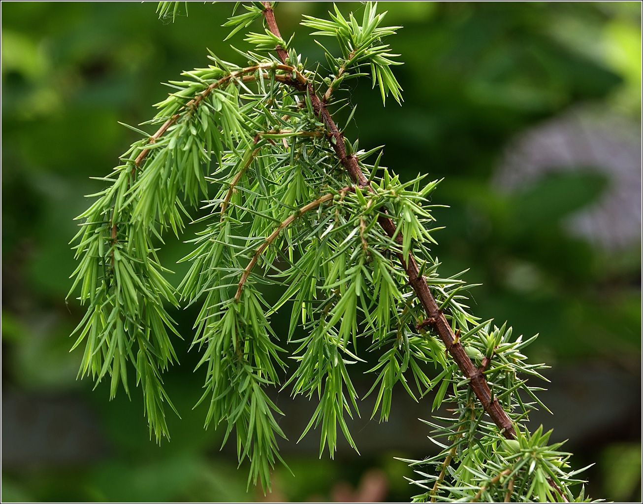 Image of Juniperus communis specimen.