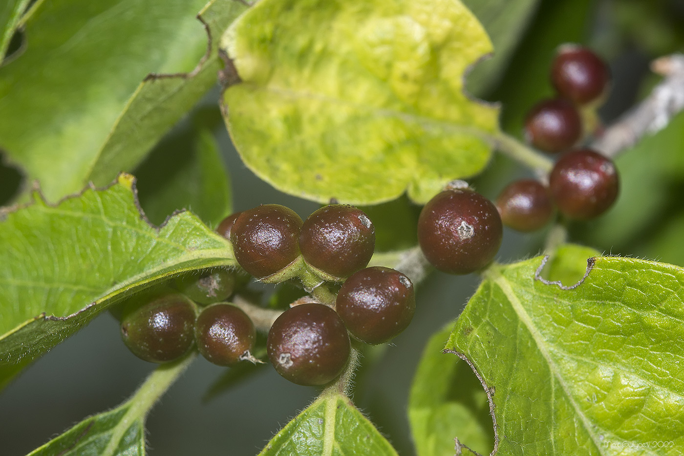 Image of genus Lonicera specimen.