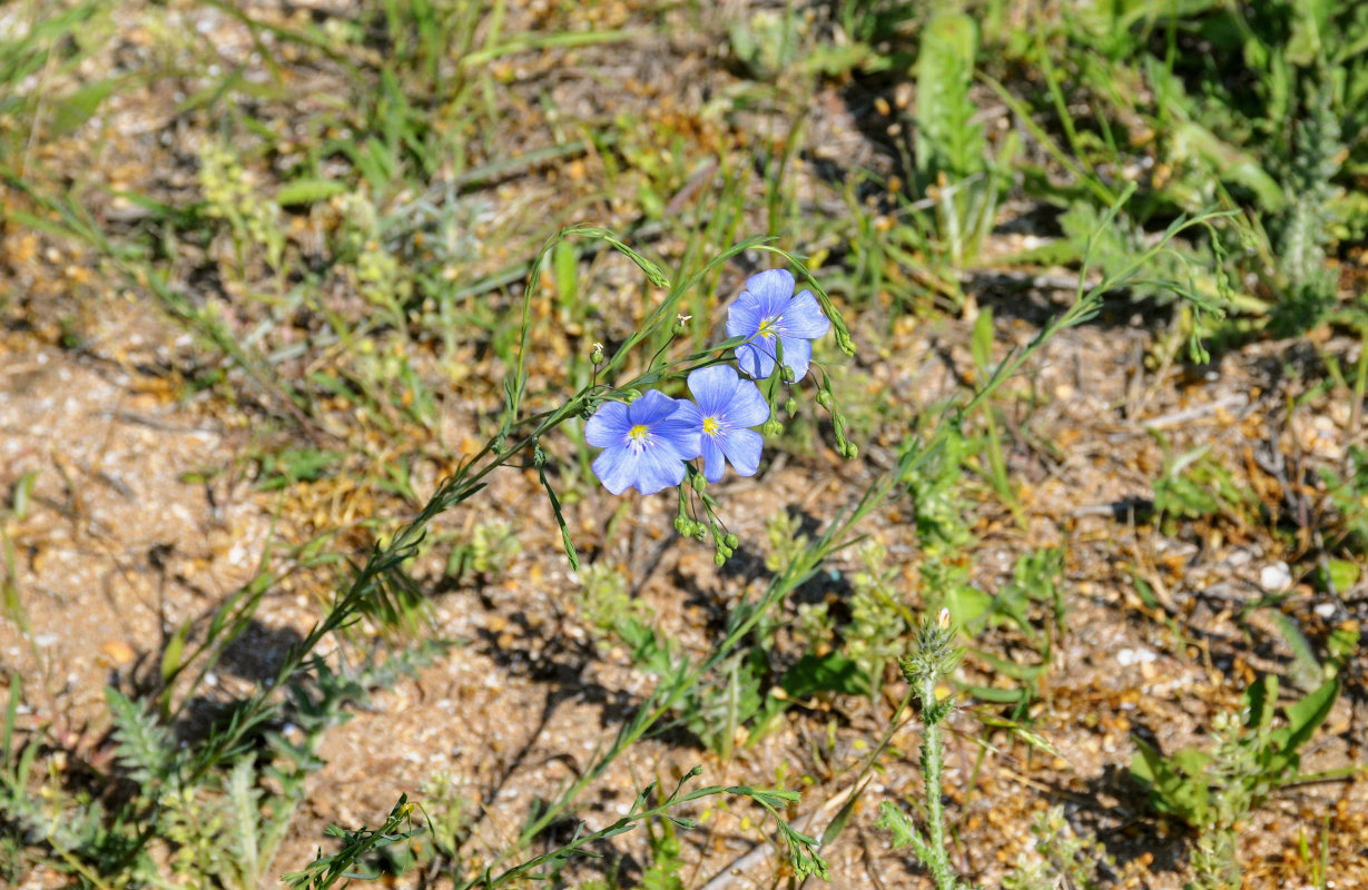 Изображение особи Linum austriacum.