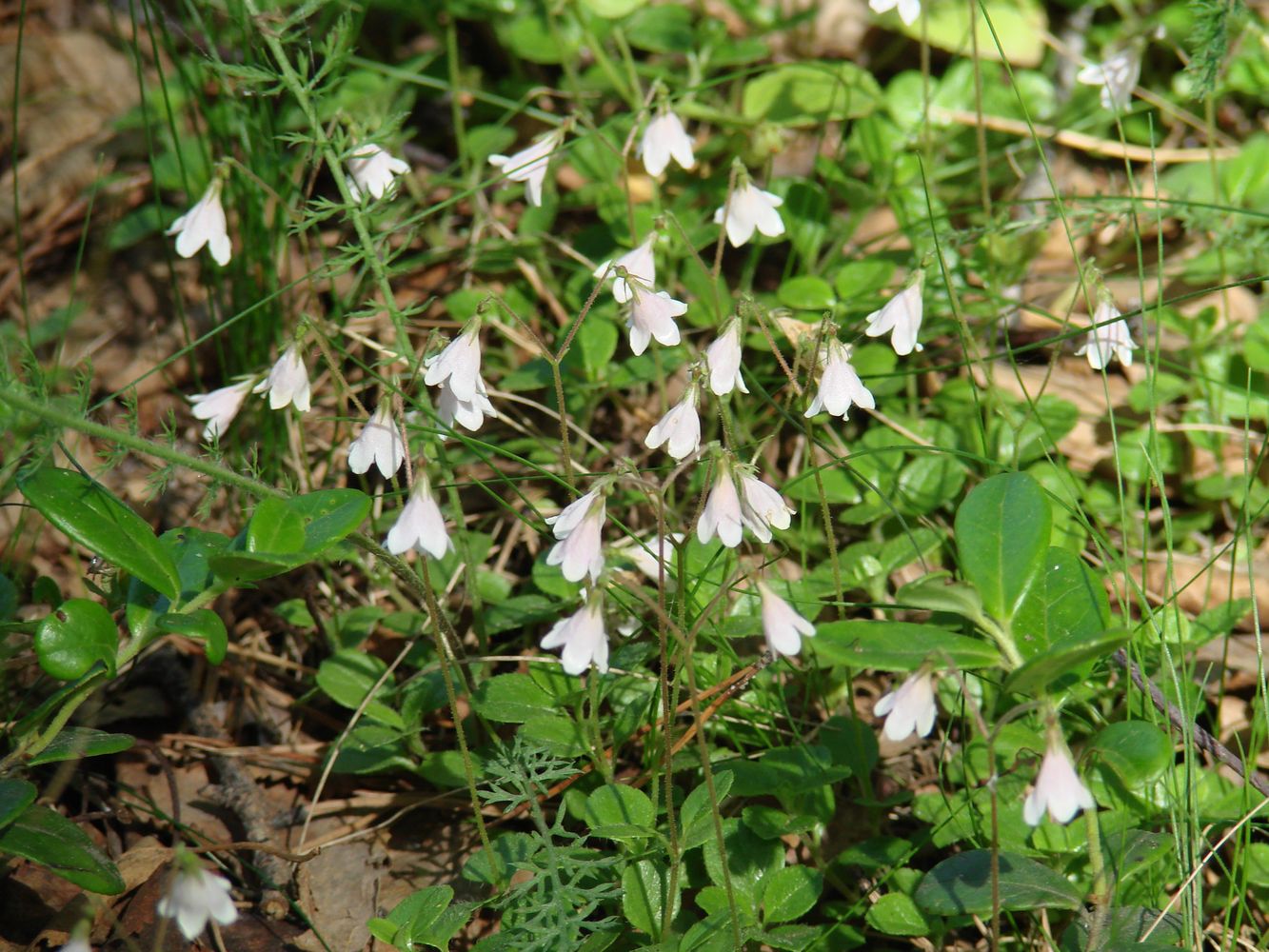 Image of Linnaea borealis specimen.