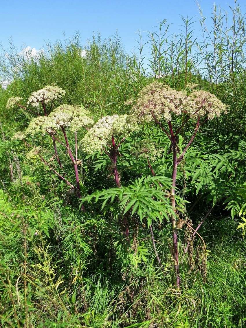 Image of Angelica dahurica specimen.