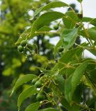 Cinnamomum camphora. Побеги с незрелыми плодами. Республика Абхазия, Гудаутский р-н, г. Новый Афон, парк. 23.09.2022.