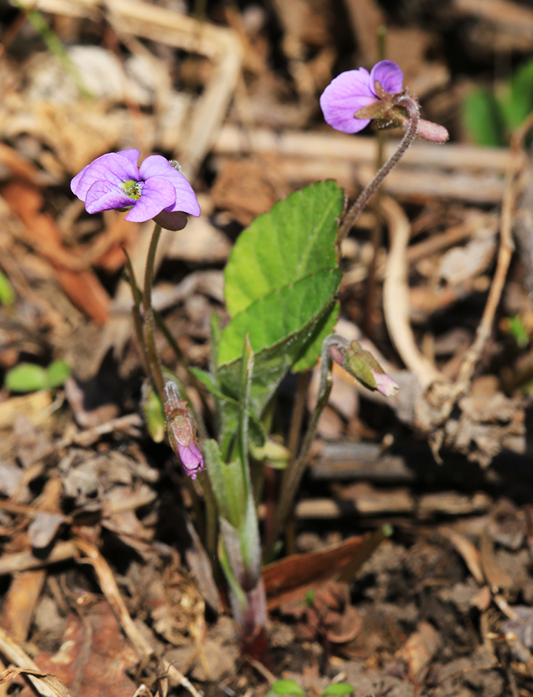 Image of Viola phalacrocarpa specimen.