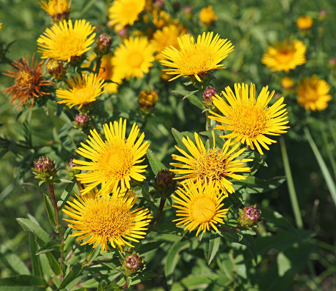 Image of Inula salicina specimen.