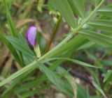 Vicia sativa. Часть побега с цветком. Крым, городской округ Алушта, мыс Плака, у скалы. 01 мая 2021 г.