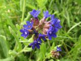 Anchusa officinalis. Соцветие. Беларусь, Гродненская обл., Новогрудский р-н, объездная дорога, суходольный злаково-разнотравный луг. 08.07.2022.