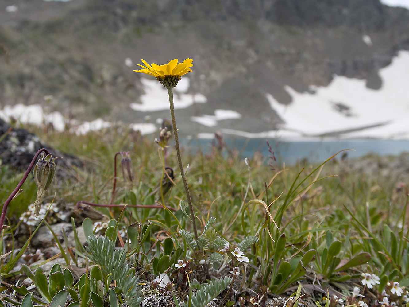 Изображение особи Anthemis sosnovskyana.