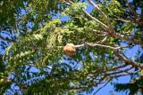 Jacaranda mimosifolia. Верхушка ветви с созревшим плодом. Марокко, обл. Драа - Тафилалет, окр. г. Эр-Рашидия, в культуре. 03.01.2023.