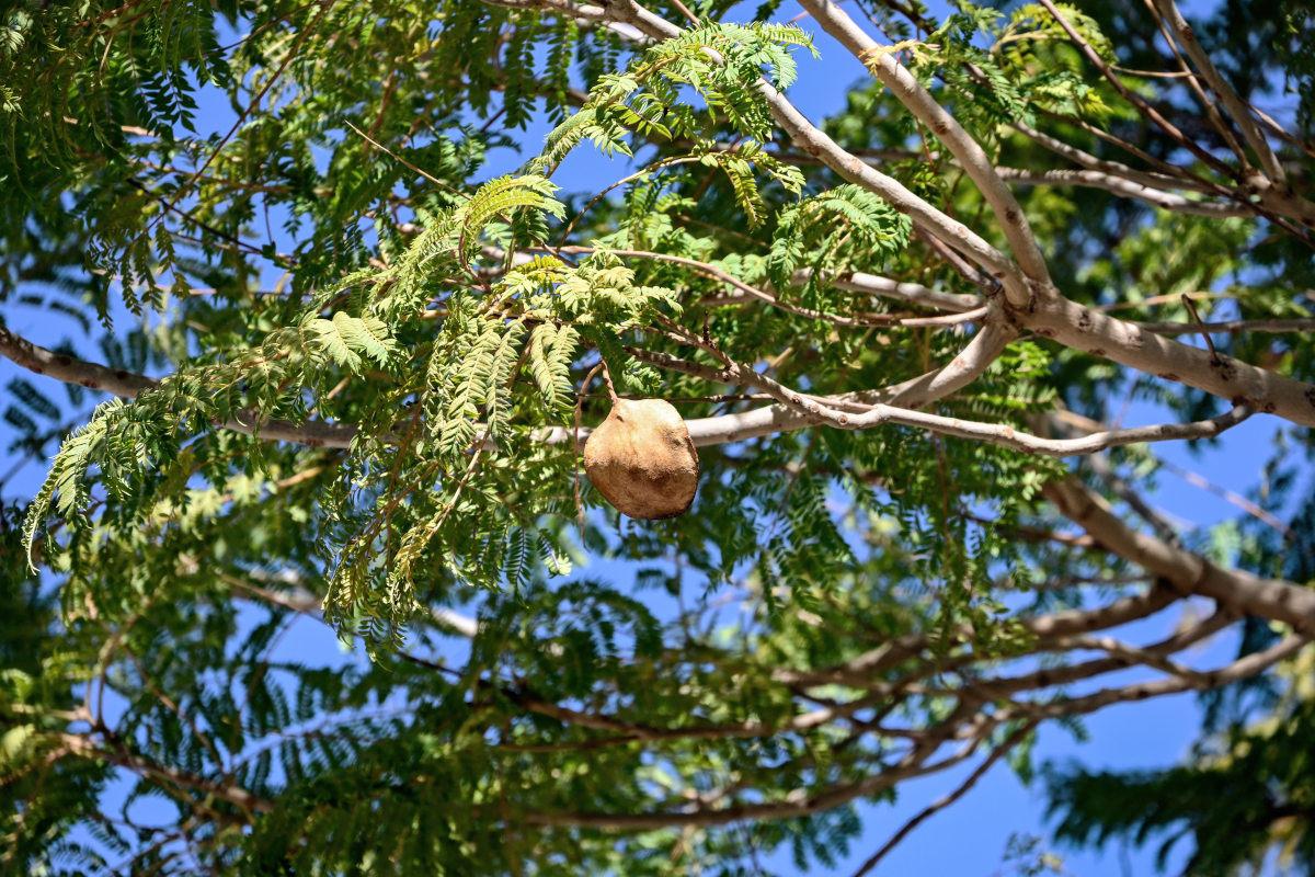 Изображение особи Jacaranda mimosifolia.