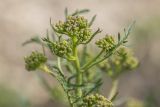 Crambe tataria