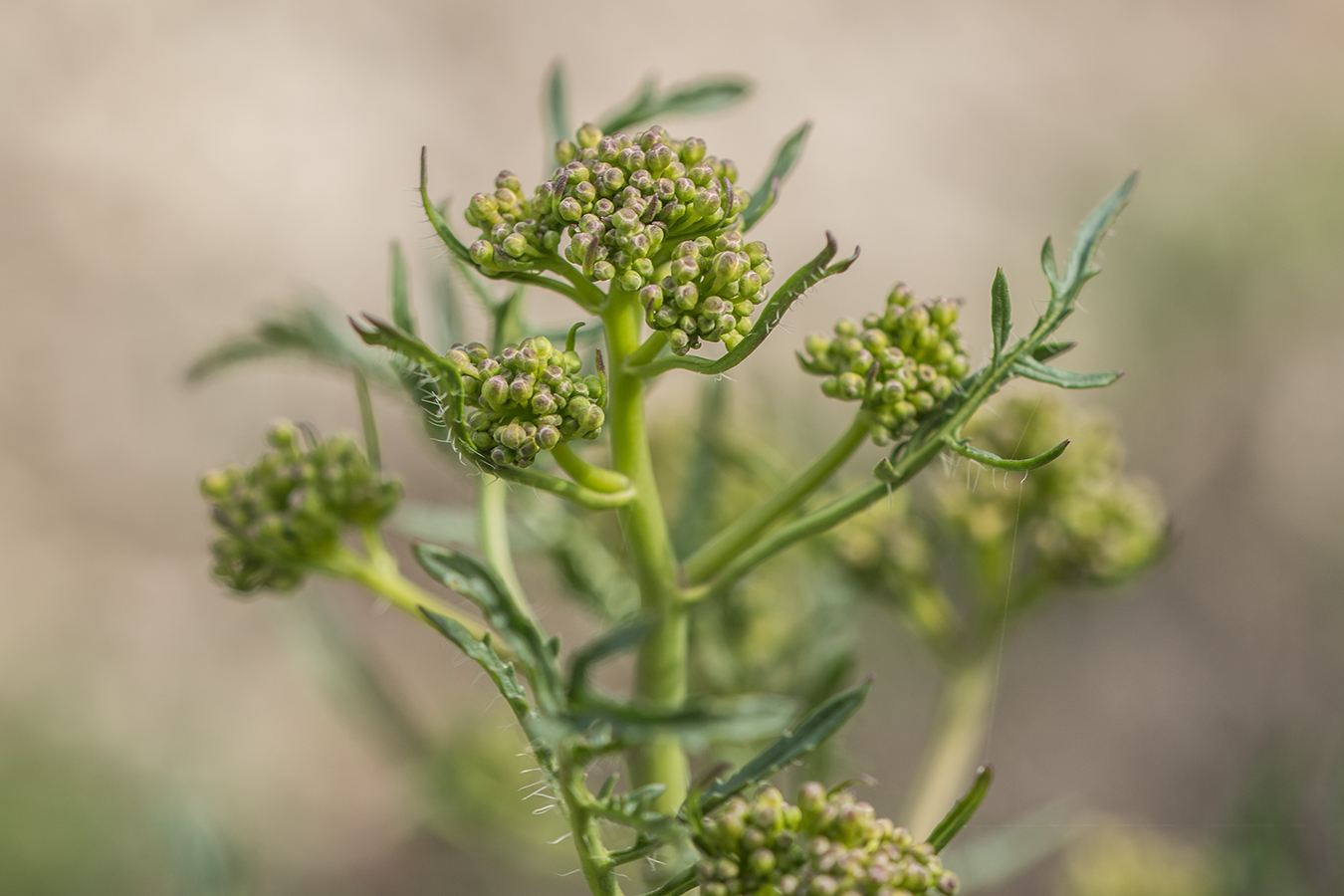 Image of Crambe tataria specimen.