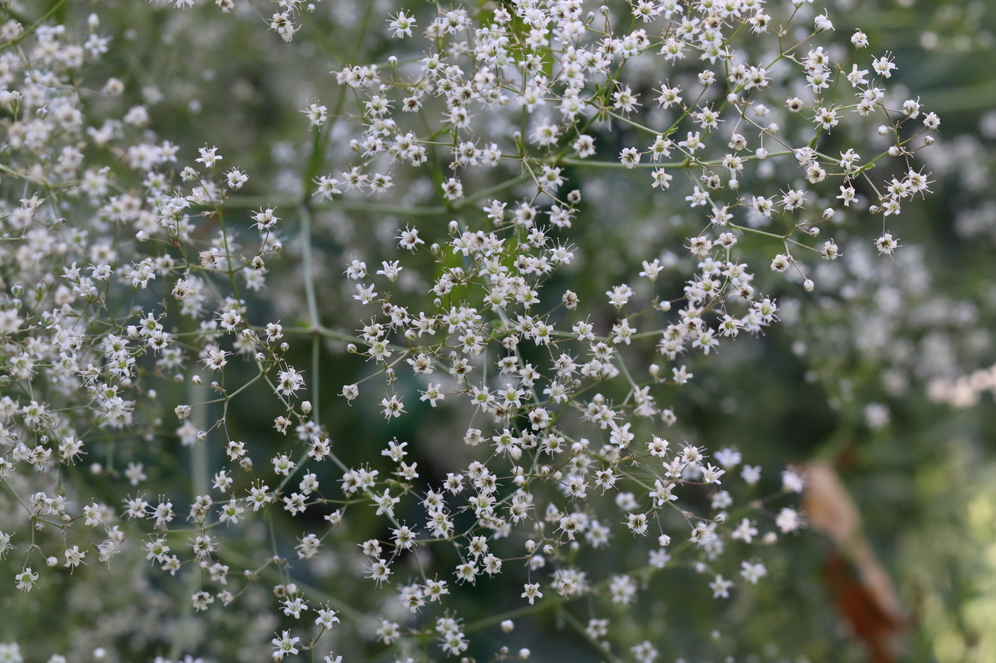 Изображение особи Gypsophila paniculata.