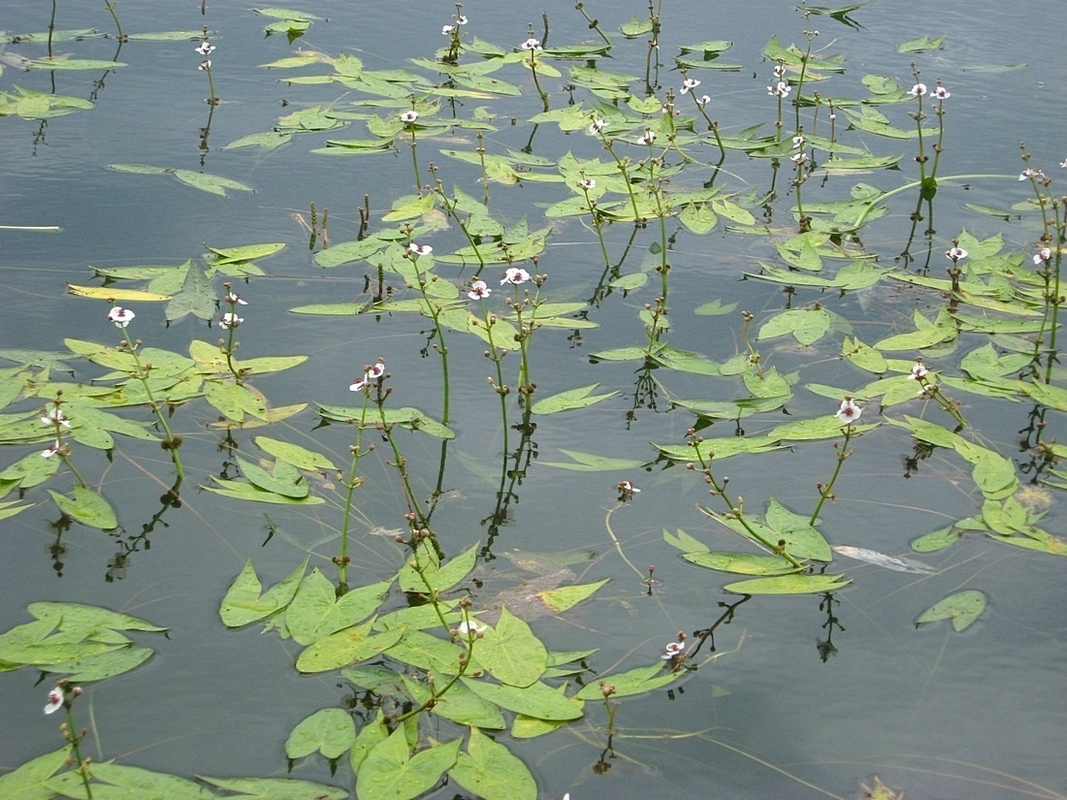 Image of Sagittaria sagittifolia specimen.