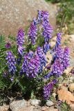 Vicia cracca. Соцветия и листья. Ленинградская обл., Ломоносовский р-н, окр. Шепелёвского маяка; п-ов Каравалдай, берег Финского залива, песчано-валунный пляж у опушки рощи ольхи (Alnus glutinosa). 13.06.2022.