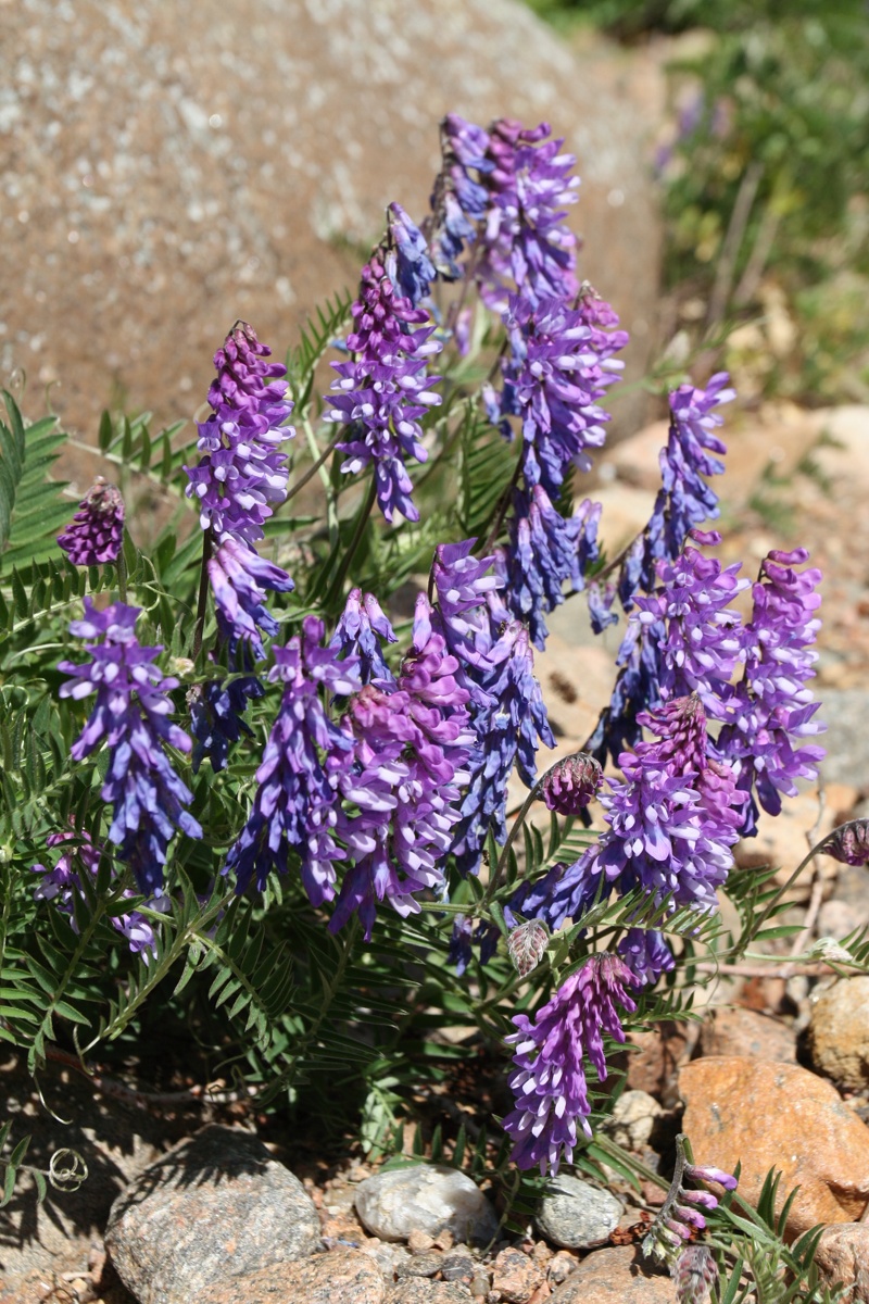 Изображение особи Vicia cracca.