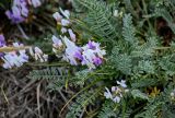 род Astragalus