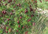 Rosa corymbifera