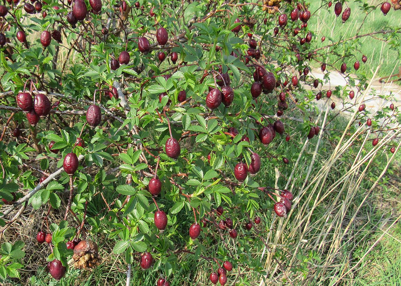 Image of Rosa corymbifera specimen.